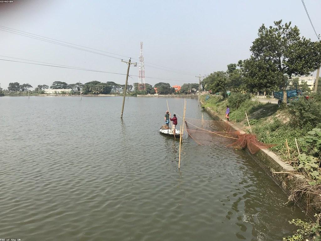 យុទ្ធសាស្ត្រដើម្បីឈ្នះការប្រកួតចាប់ត្រី